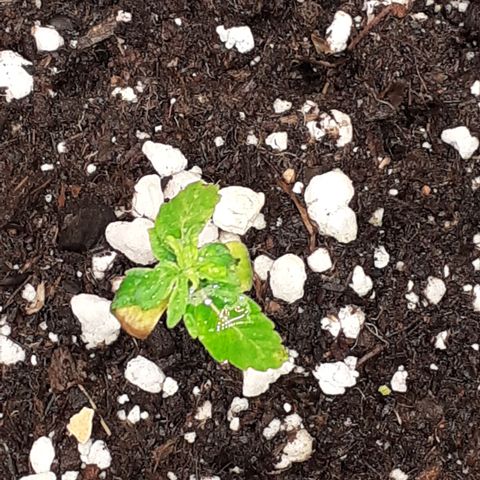 Lemon Kush Auto  growlog timeline photo