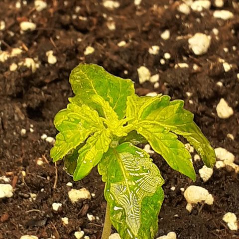 Lemon Kush Auto  growlog timeline photo