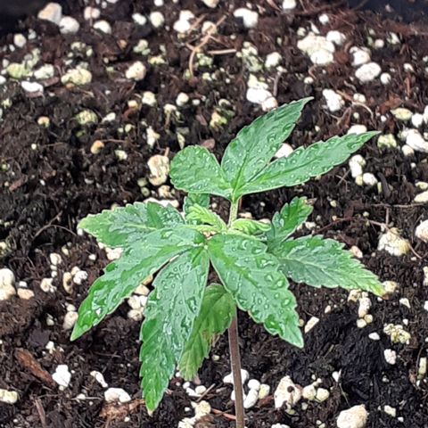 Bruce Banner Auto  growlog timeline photo