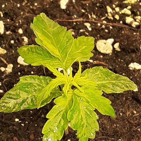 Lemon Kush Auto  growlog timeline photo