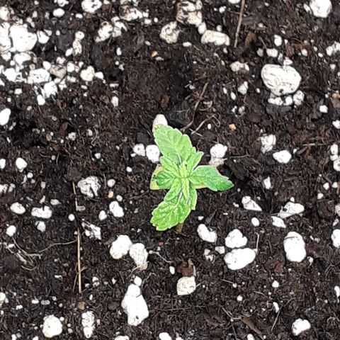 Lemon Kush Auto  growlog timeline photo