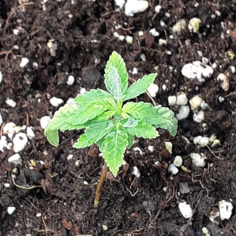 Bruce Banner Auto  growlog timeline photo