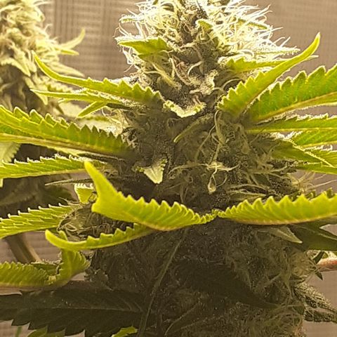 Pakistan Valley  growlog timeline photo