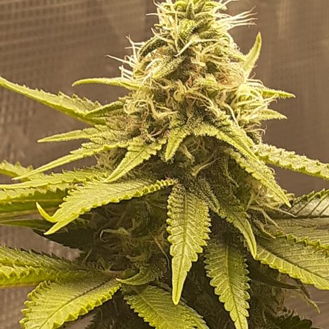 Pakistan Valley  growlog timeline photo