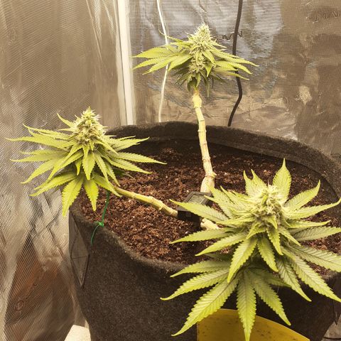 Pakistan Valley  growlog timeline photo