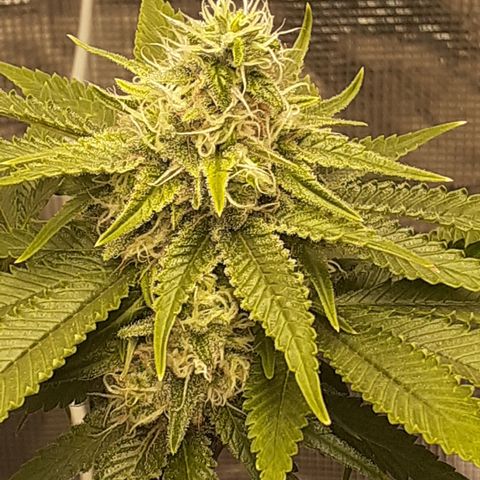 Pakistan Valley  growlog timeline photo