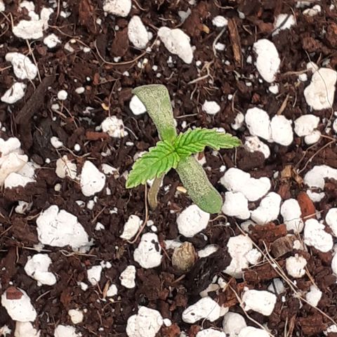 Purple punch Auto  growlog timeline photo