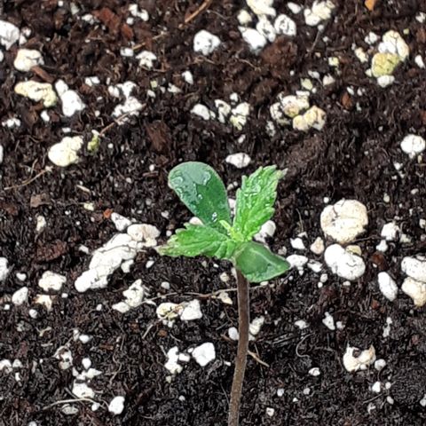 Red Critical Auto  growlog timeline photo
