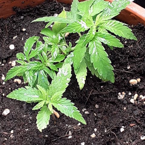 Red Critical Auto  growlog timeline photo