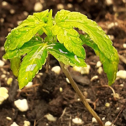 Bruce Banner Auto  growlog timeline photo