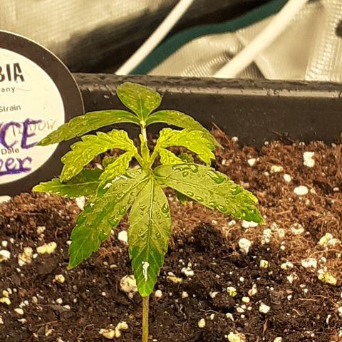 Bruce Banner Auto  growlog timeline photo