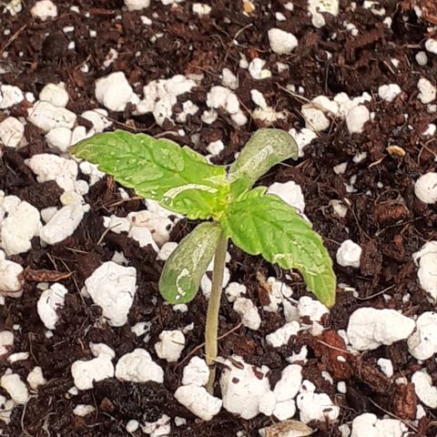 Purple punch Auto  growlog timeline photo