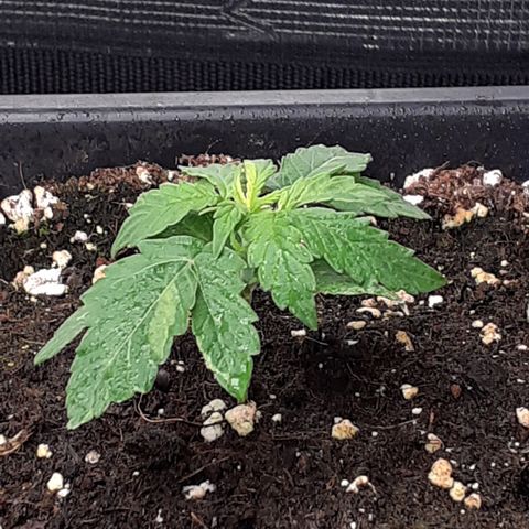 Lemon Kush Auto  growlog timeline photo