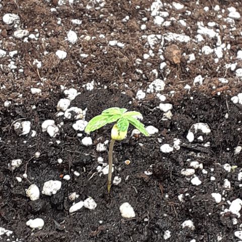 Lemon Kush Auto  growlog timeline photo