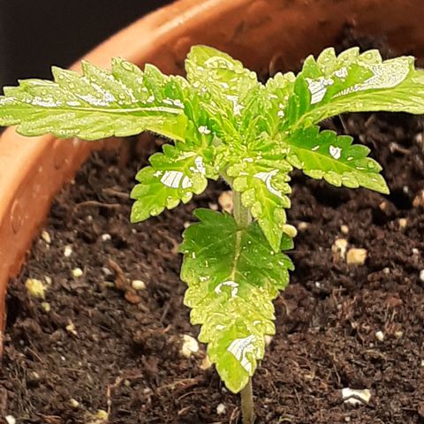 Red Critical Auto  growlog timeline photo