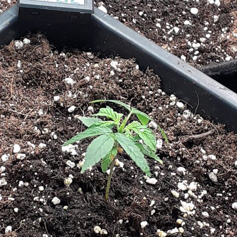 Bruce Banner Auto  growlog timeline photo