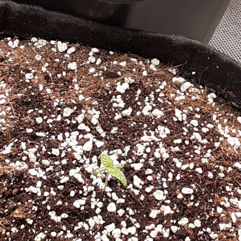 Purple punch Auto  growlog timeline photo