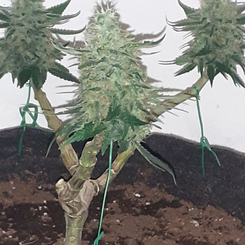 Pakistan Valley  growlog timeline photo