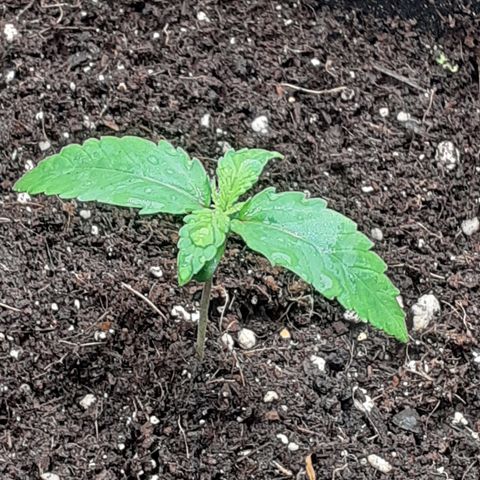 Gorilla Glue Auto  growlog timeline photo