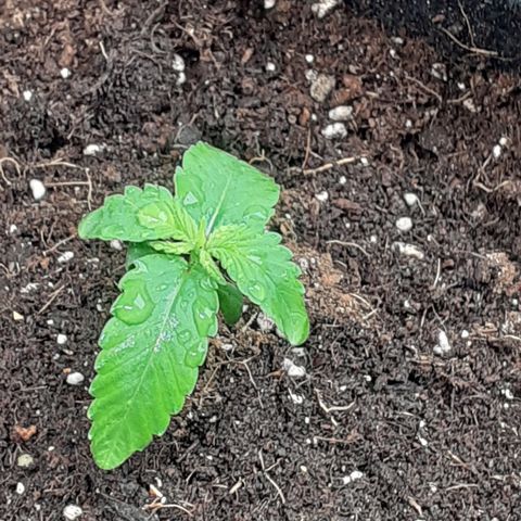 Gorilla Glue Auto  growlog timeline photo