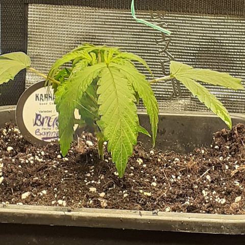 Bruce Banner Auto  growlog timeline photo