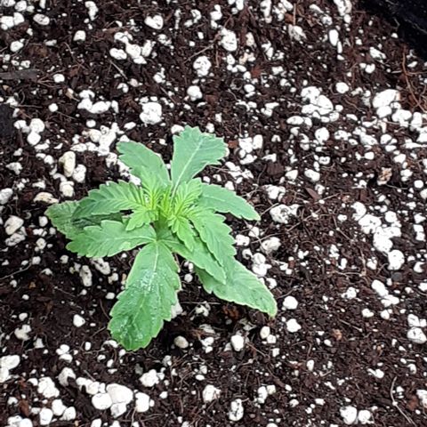 Purple punch Auto  growlog timeline photo