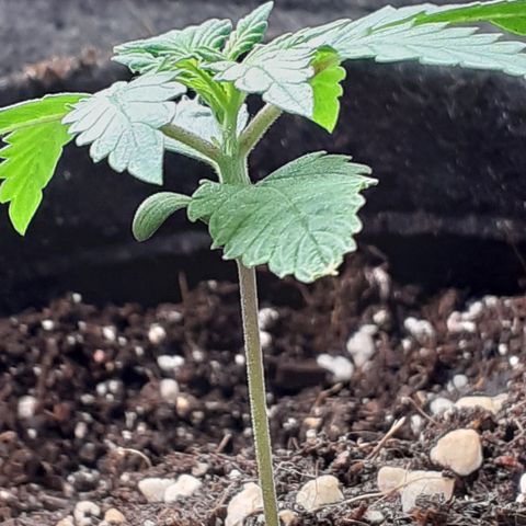 Red Critical Auto  growlog timeline photo
