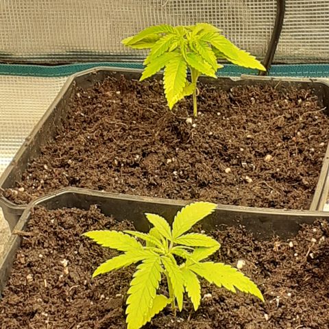 Gorilla Girl Fv growlog timeline photo