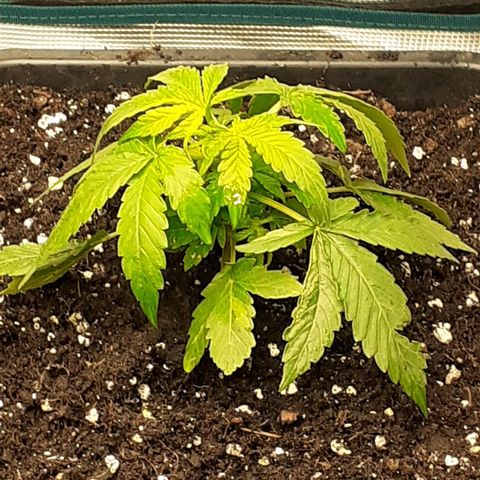 Lemon Kush Auto  growlog timeline photo