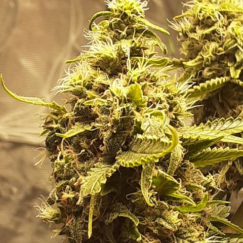 Pakistan Valley  growlog timeline photo