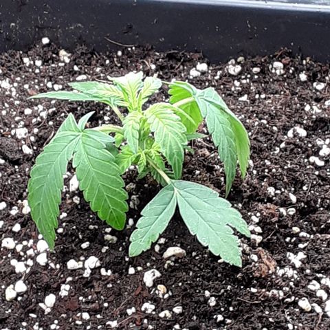 Bruce Banner Auto  growlog timeline photo