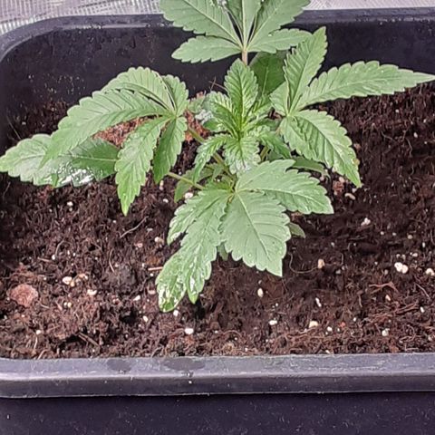Gorilla Girl Fv growlog timeline photo