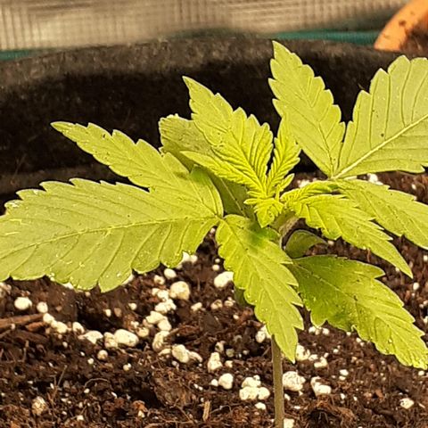 Red Critical Auto  growlog timeline photo