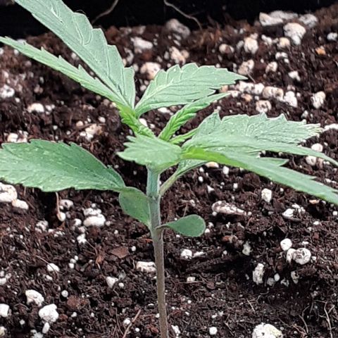 Red Critical Auto  growlog timeline photo