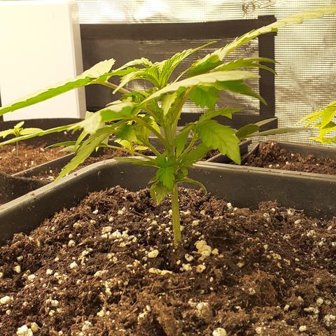 Bruce Banner Auto  growlog timeline photo