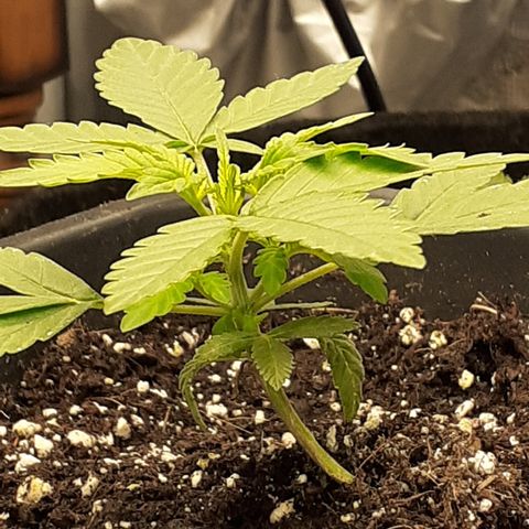 Bruce Banner Auto  growlog timeline photo