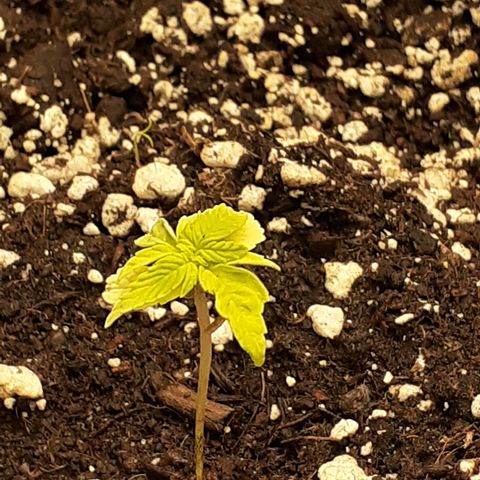 Lemon Kush Auto  growlog timeline photo