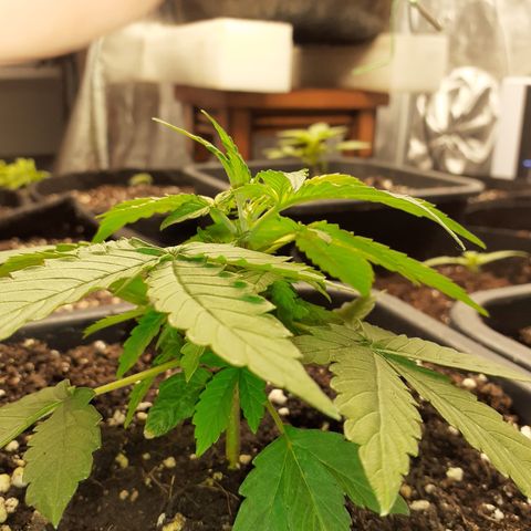Lemon Kush Auto  growlog timeline photo