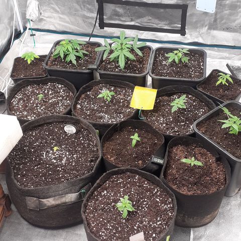 Bruce Banner Auto  growlog timeline photo
