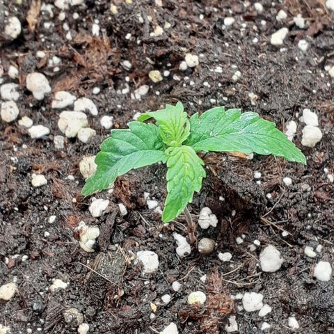 Gorilla Glue Auto  growlog timeline photo