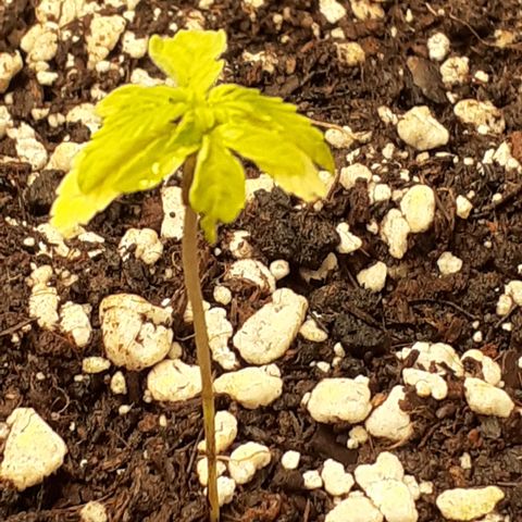 Lemon Kush Auto  growlog timeline photo