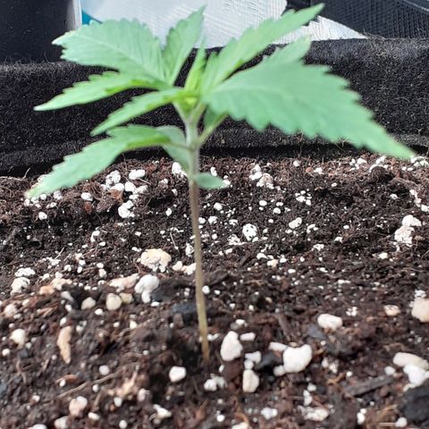Red Critical Auto  growlog timeline photo