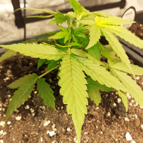 Lemon Kush Auto  growlog timeline photo