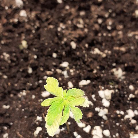 Lemon Kush Auto  growlog timeline photo