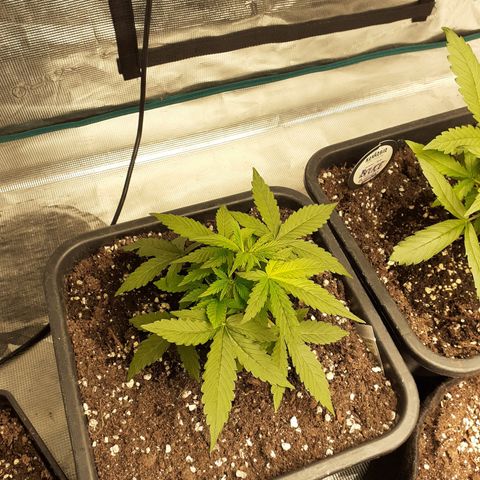 Lemon Kush Auto  growlog timeline photo