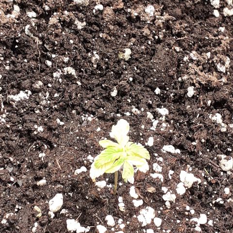 Lemon Kush Auto  growlog timeline photo