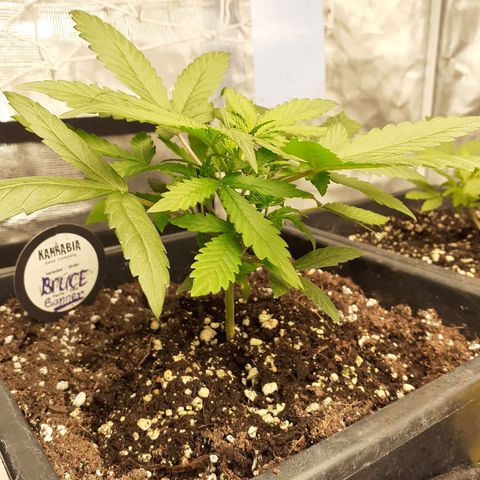 Bruce Banner Auto  growlog timeline photo