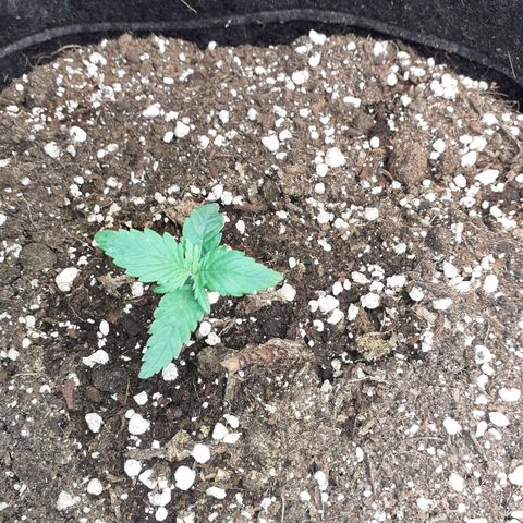 Gorilla Glue Auto  growlog timeline photo