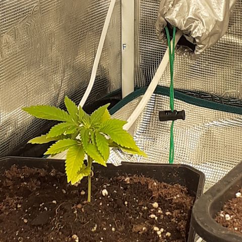 Gorilla Girl Fv growlog timeline photo