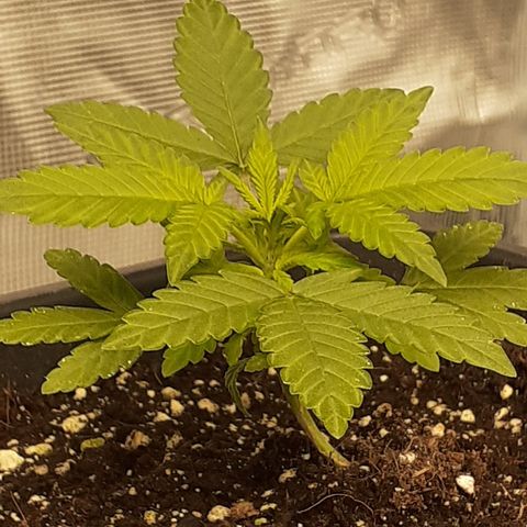 Bruce Banner Auto  growlog timeline photo